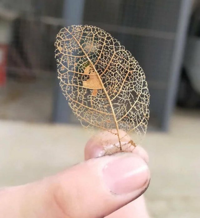 Interesting Discoveries And Finds (44 pics)