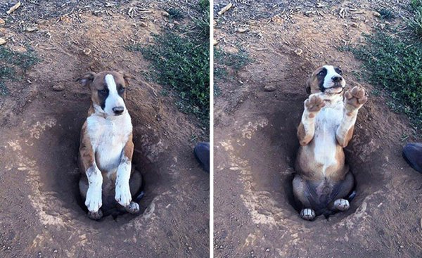 Funny Stuck Animals (30 pics)