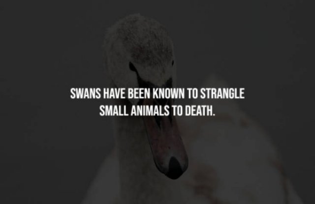 Creepy Facts (28 pics)