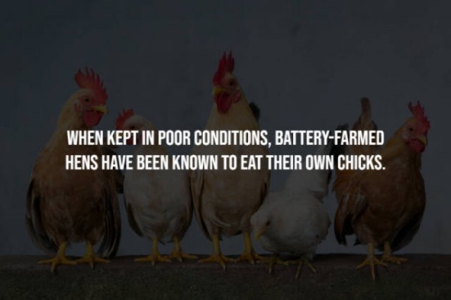 Creepy Facts (28 pics)