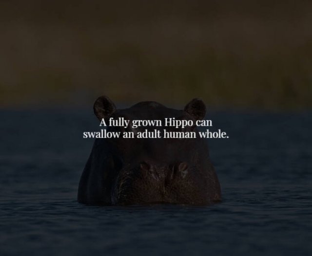 Creepy Facts (28 pics)