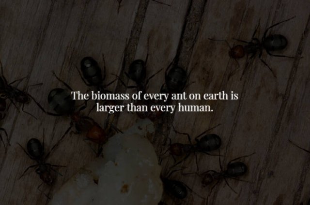 Creepy Facts (28 pics)