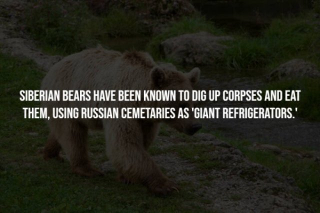 Creepy Facts (28 pics)
