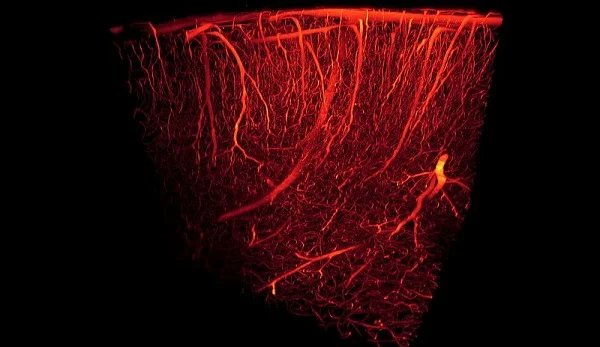 Interesting Facts About Your Body (10 pics)