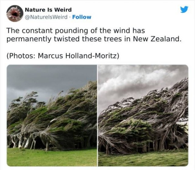 The Strange Wonders of Nature (47 pics)