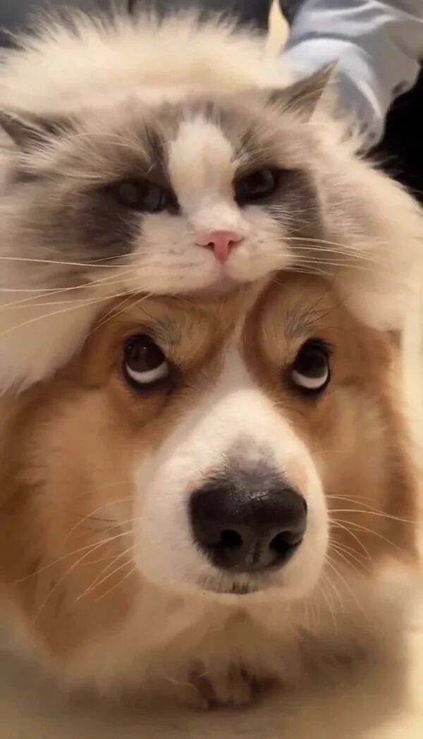 Funny Animals (43 pics)