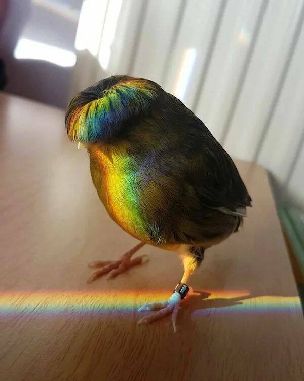 Funny Animals (43 pics)