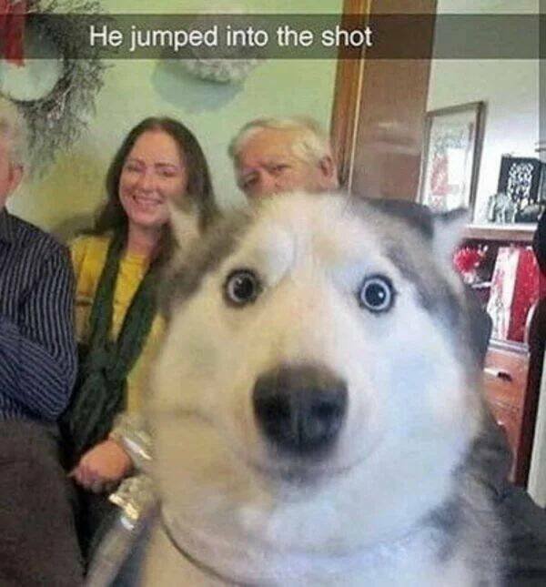 Funny Animals (43 pics)