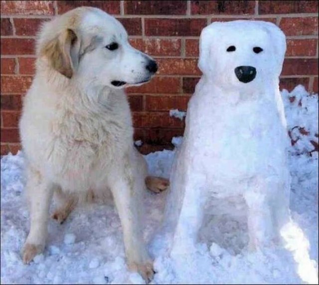 Funny Animals (43 pics)