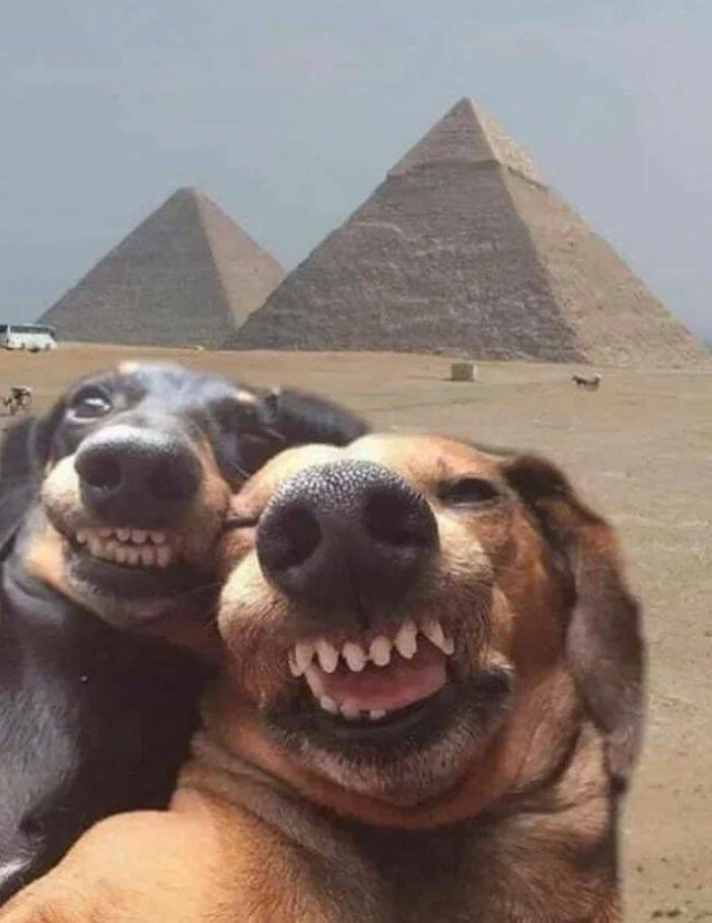 Funny Animals (43 pics)