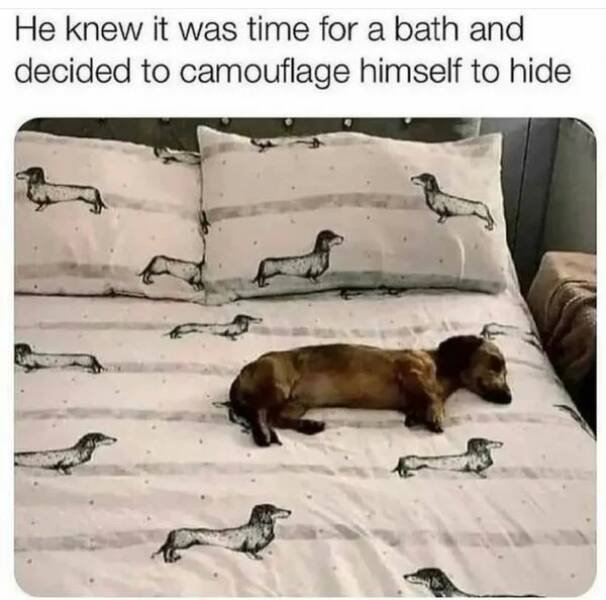 Funny Animals (43 pics)