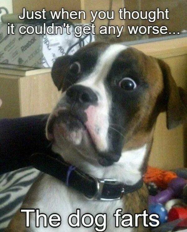 Funny Animals (43 pics)