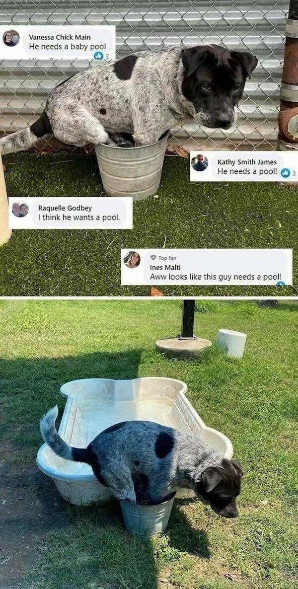 Funny Animals (43 pics)