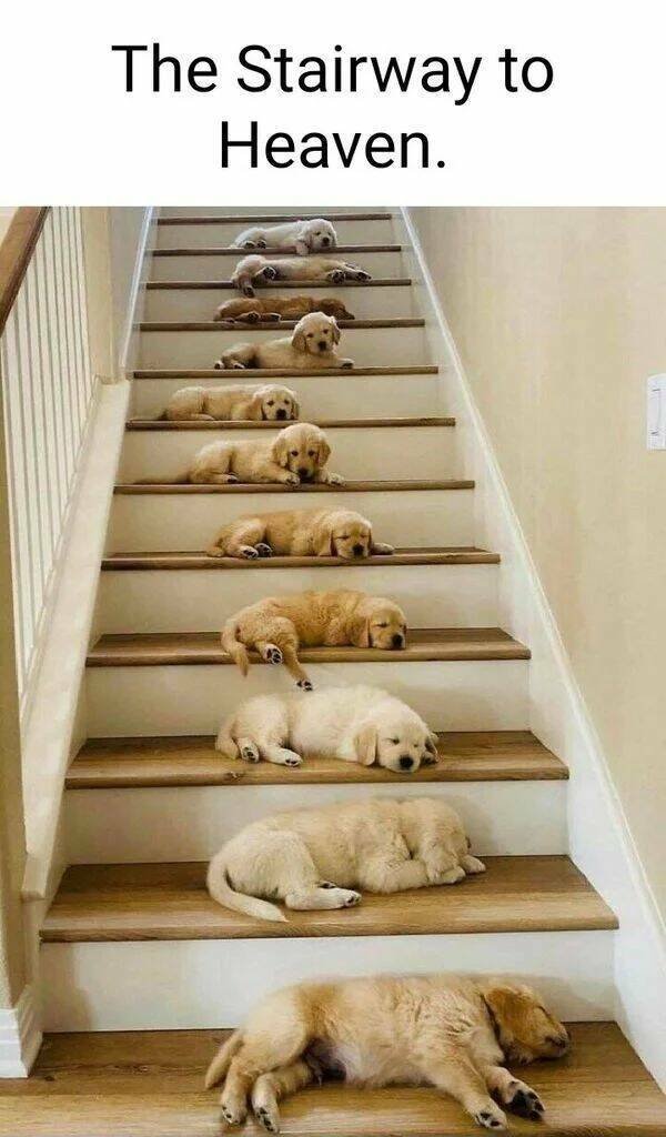 Funny Animals (43 pics)