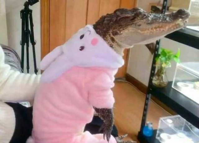 Funny Animals (43 pics)