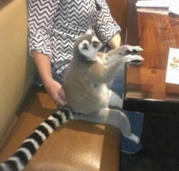Funny Animals (43 pics)