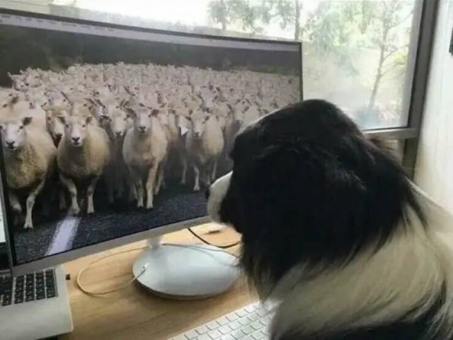 Funny Animals (43 pics)