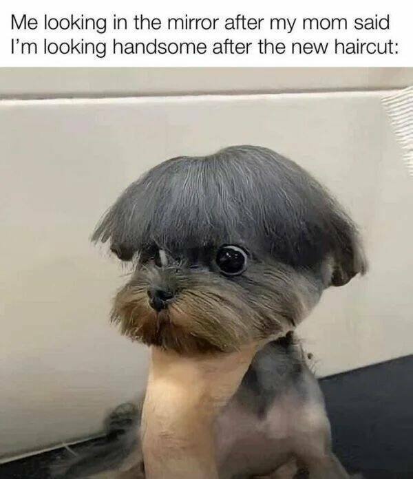 Funny Animals (43 pics)