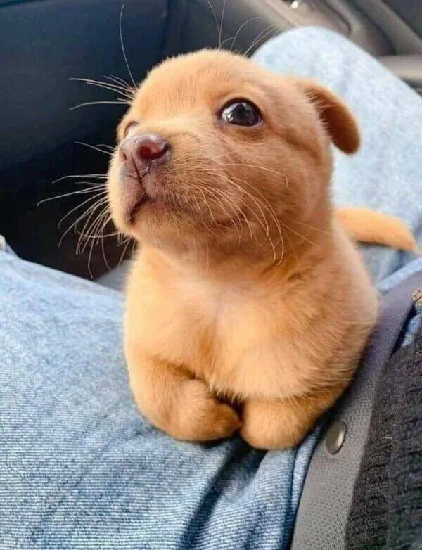 Funny Animals (43 pics)