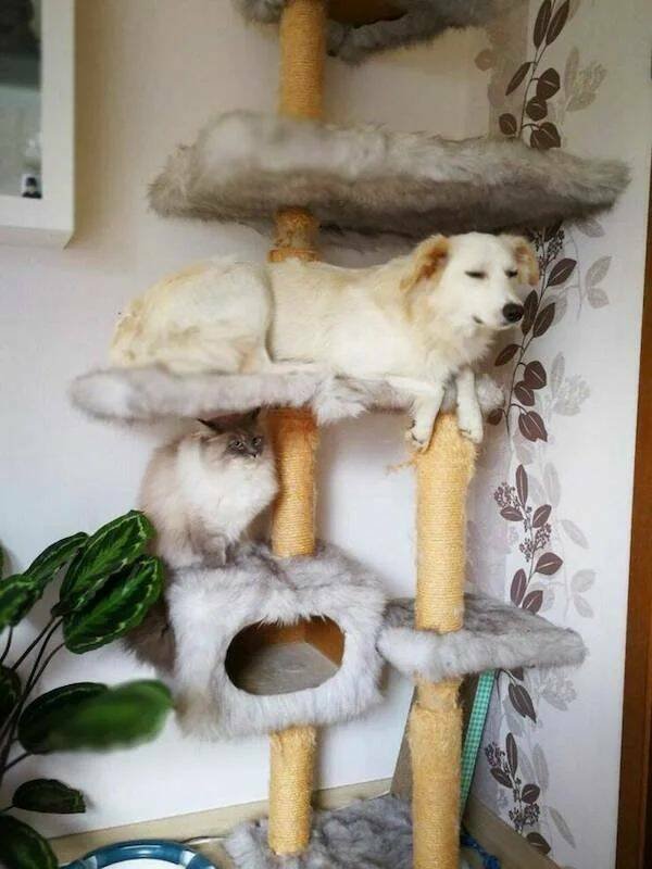 Funny Animals (43 pics)