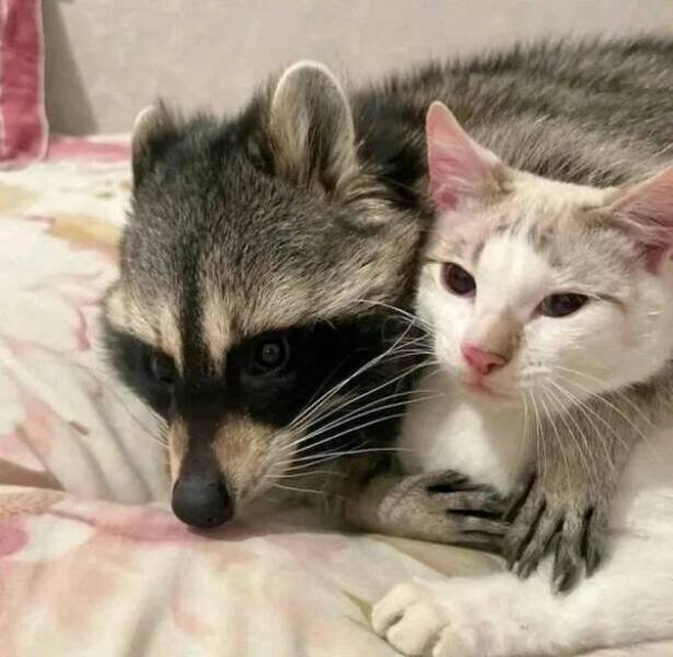 Funny Animals (43 pics)