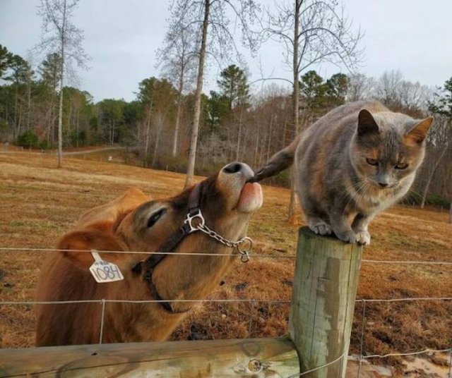 Funny Animals (43 pics)