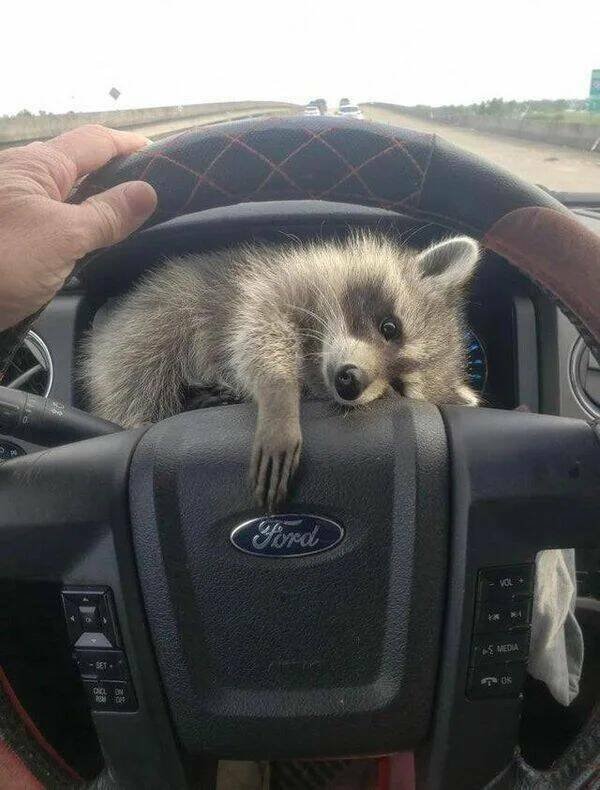 Funny Animals (43 pics)