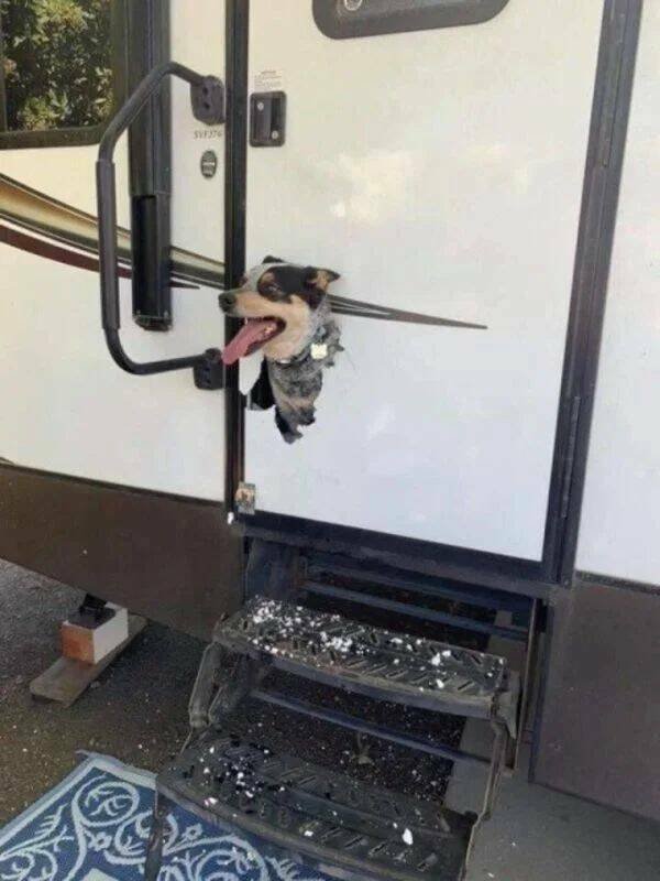 Funny Animals (43 pics)