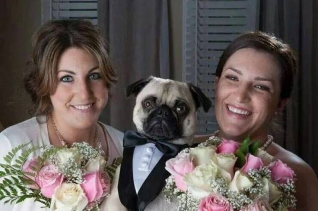 Funny Animals (43 pics)