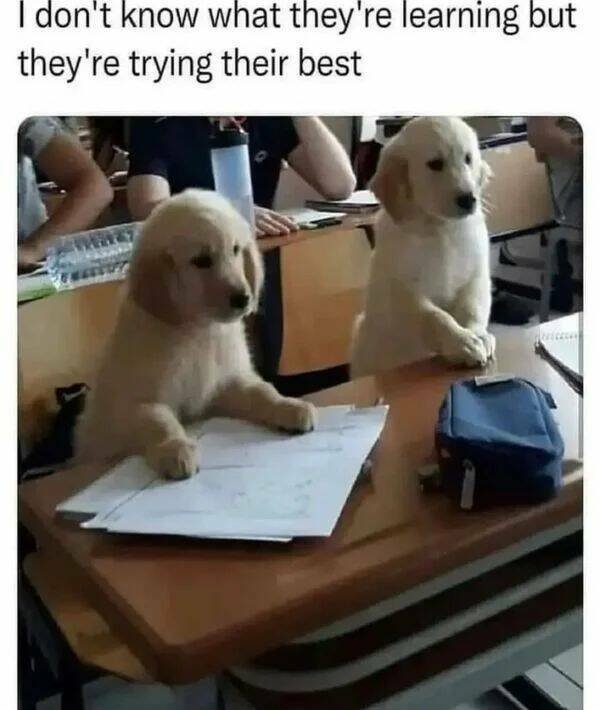 Funny Animals (43 pics)
