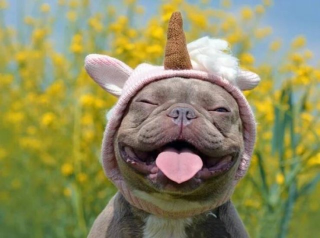 Funny Animals (43 pics)