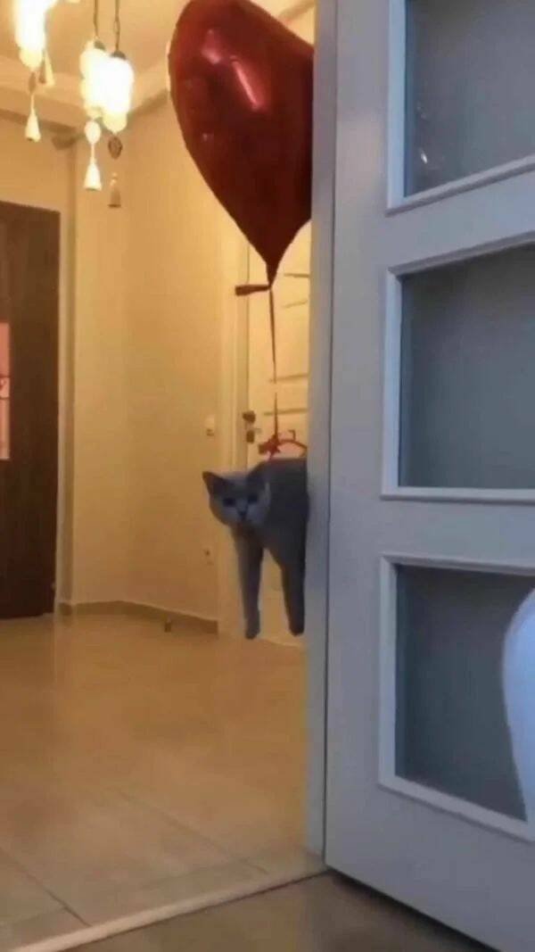 Funny Animals (43 pics)