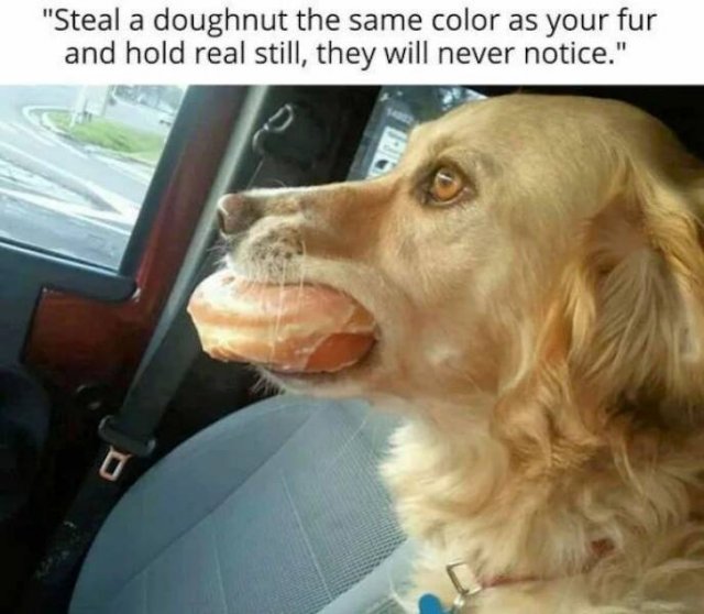Funny Animals (43 pics)