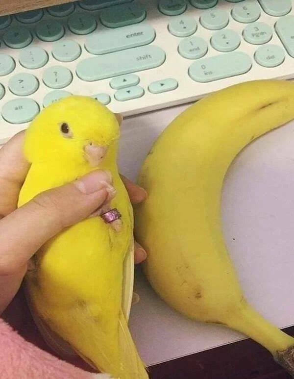 Funny Animals (43 pics)