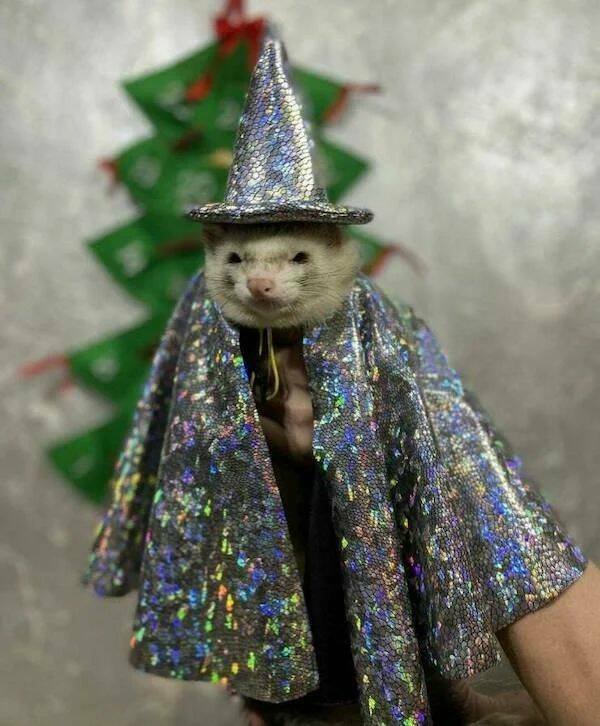 Funny Animals (43 pics)