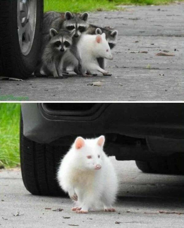 Funny Animals (43 pics)