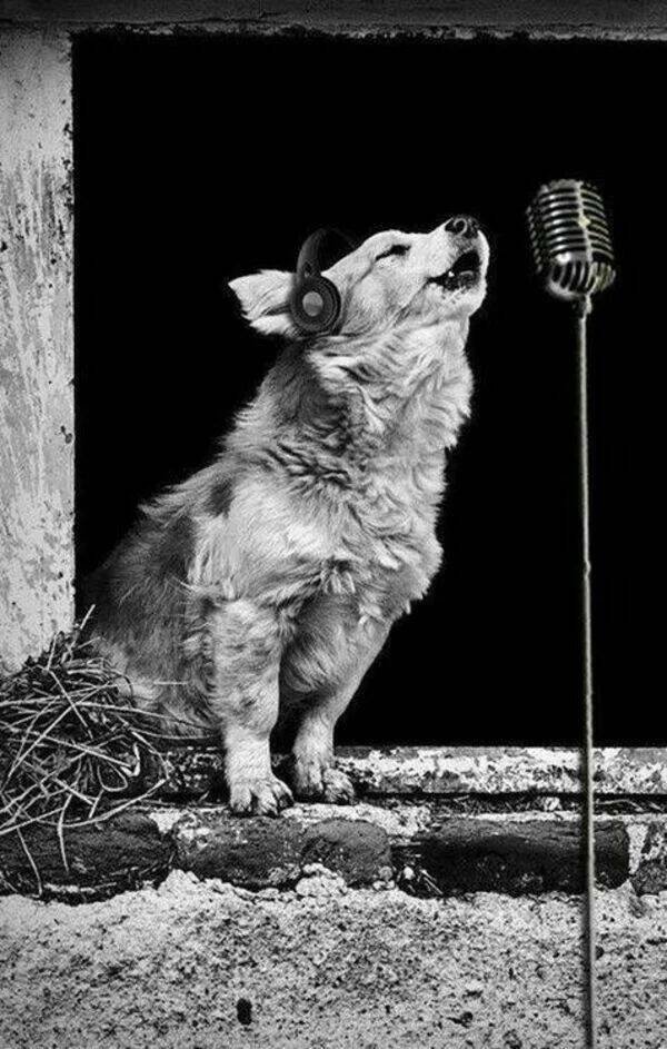 Funny Animals (43 pics)
