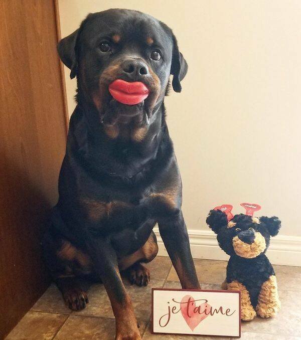 Funny Animals (43 pics)