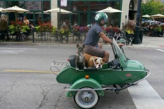 Funny Animals (43 pics)