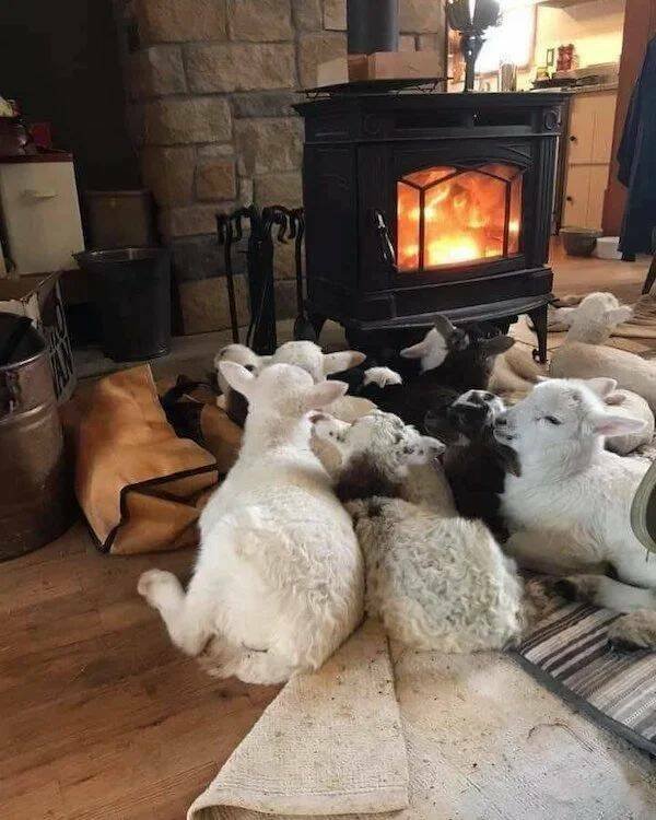 Funny Animals (43 pics)