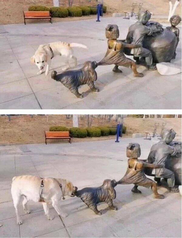 Funny Animals (43 pics)