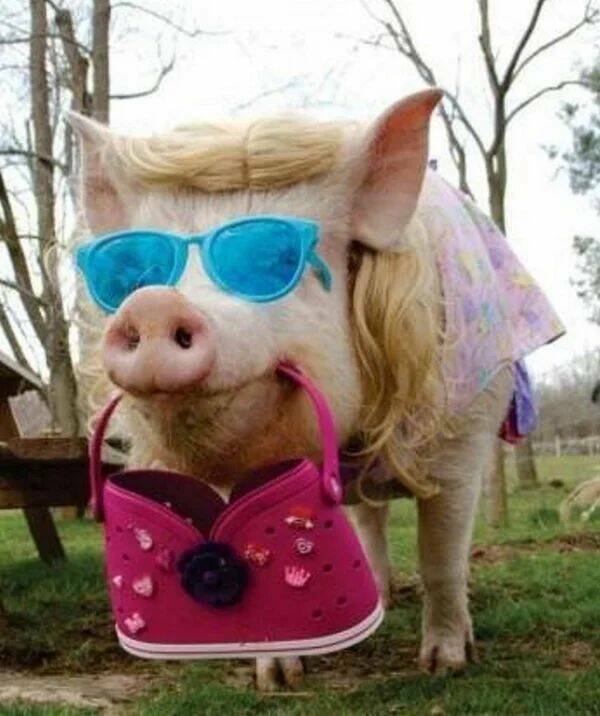 Funny Animals (43 pics)
