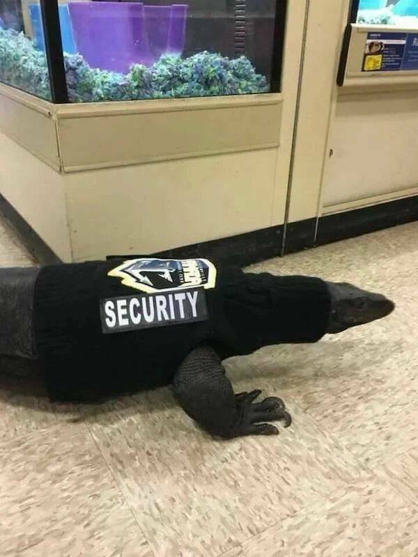 Funny Animals (43 pics)