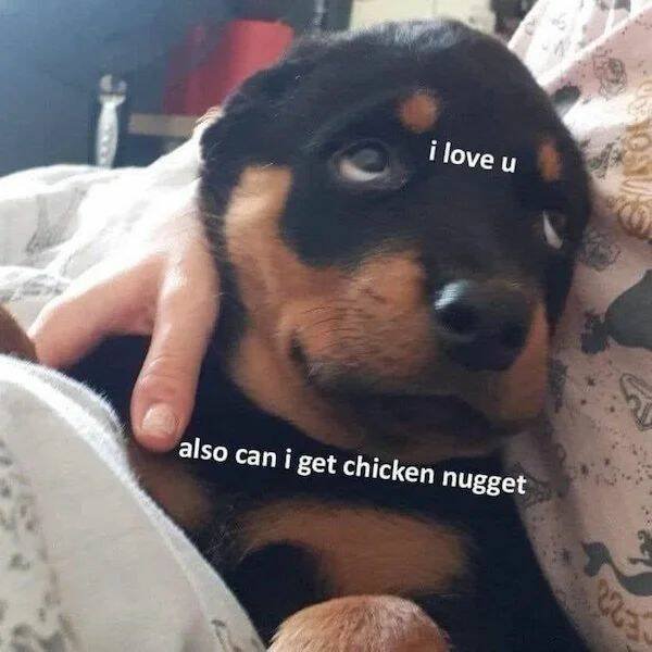 Funny Animals (43 pics)