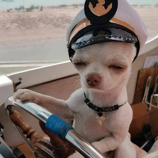 Funny Animals (43 pics)