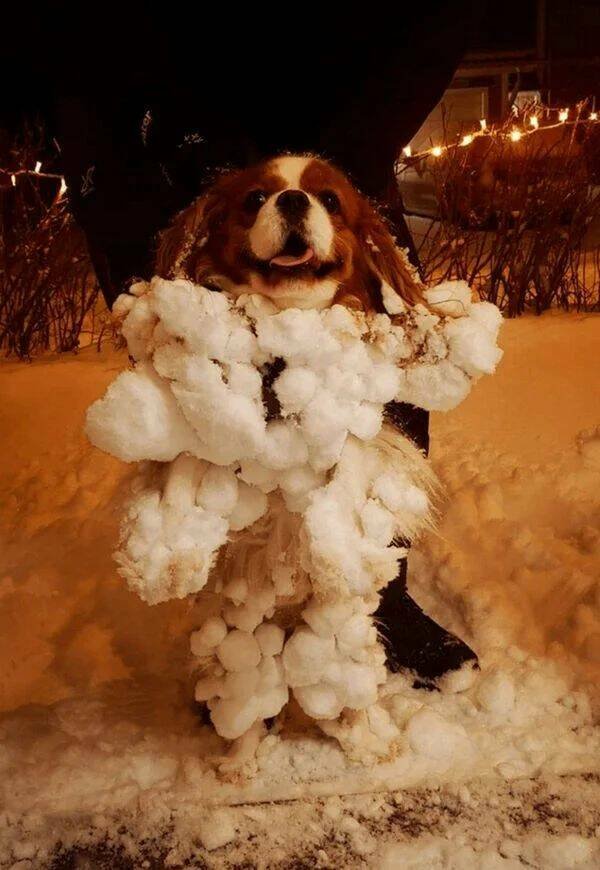 Funny Animals (43 pics)