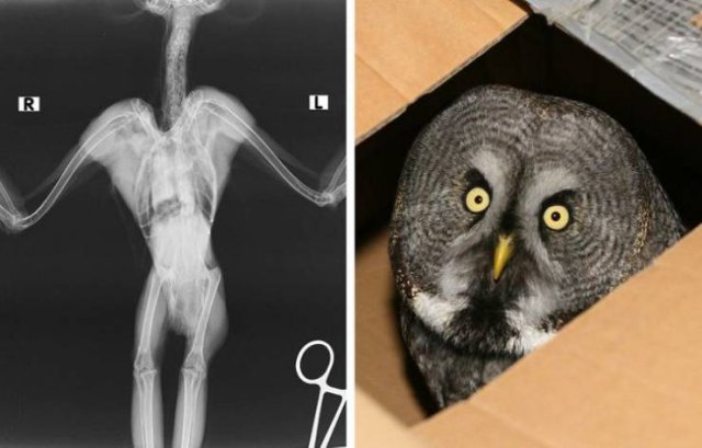 Interesting And Funny X-Rays (15 pics)