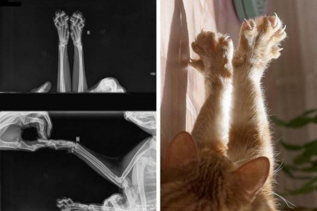 Interesting And Funny X-Rays (15 pics)