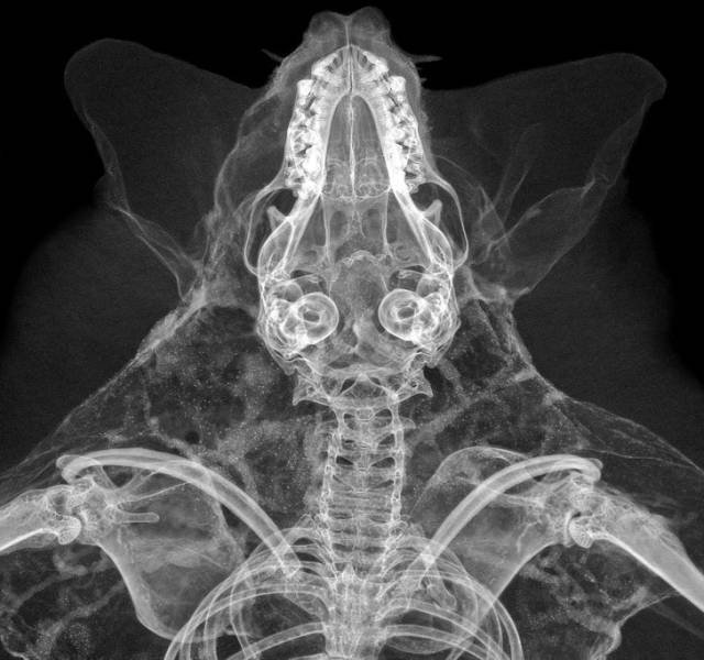 Interesting And Funny X-Rays (15 pics)