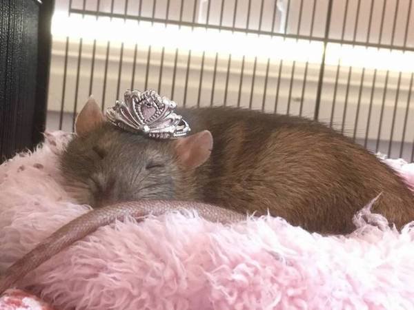Funny Animals (68 pics)